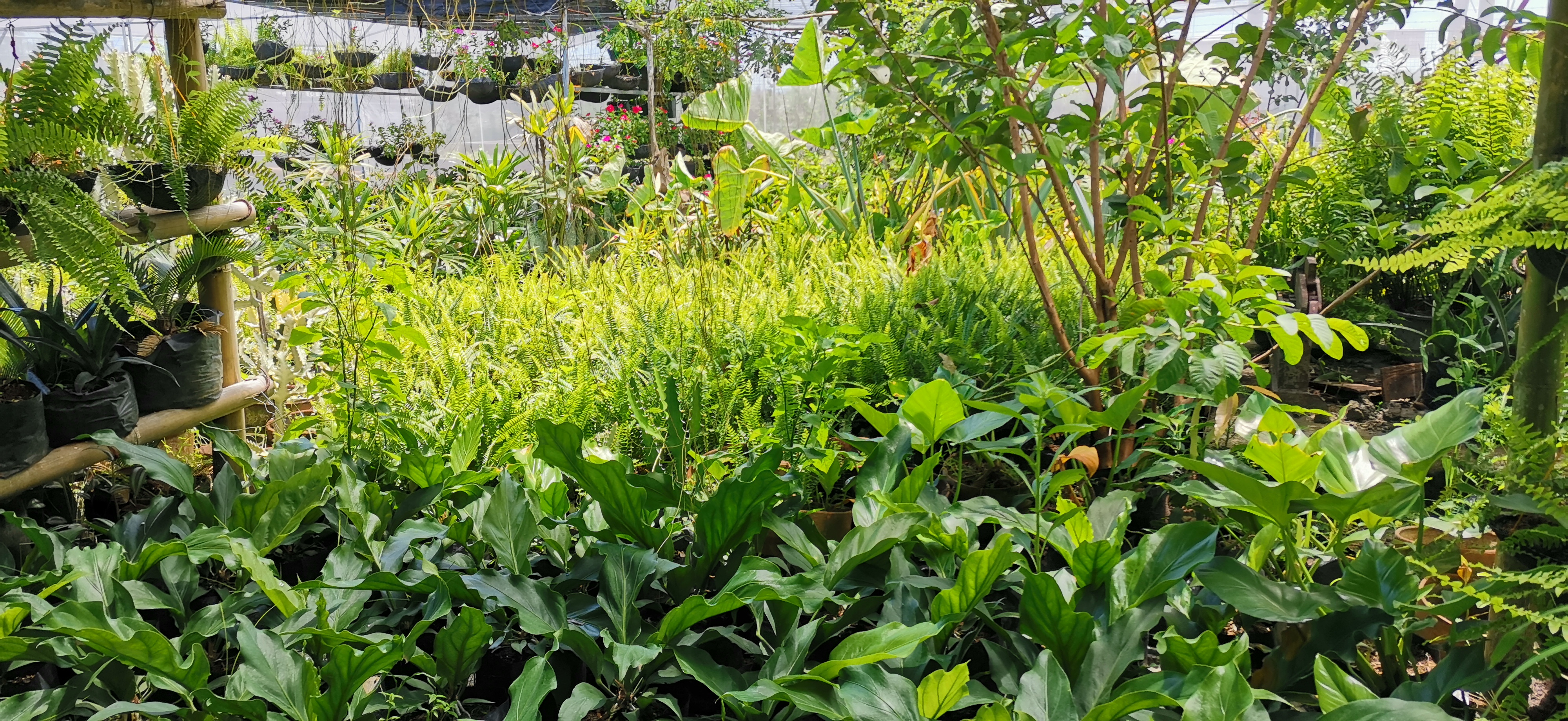 Lori's Garden and Landscaping